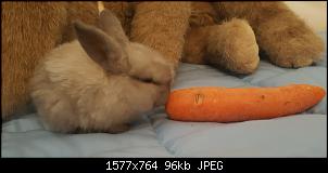 Farbbestimmung bei meinen Babykaninchen-20160507_114132.jpg