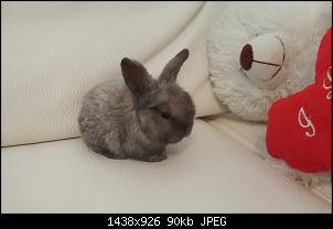 Farbbestimmung bei meinen Babykaninchen-20160507_114011.jpg