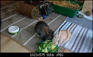 Mayla und Schnuppi-21.5.16-2-002.jpg