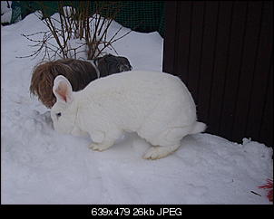 Winterimpressionen-dsci0050.jpg