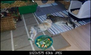 Mayla und Schnuppi-ende-mai-2016-021.jpg