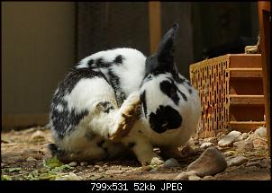 Unverhofft kommt oft-kaninchen6.jpg