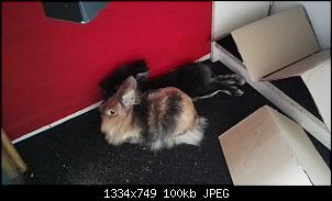 Murmel und Paulinchen, wir stellen uns vor :)-img-20160606-wa0002.jpg