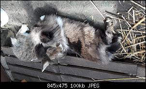 Gl�ck durch Ungl�ck - oder wie Mr. Garfield Teddy Grimble zu uns kam-20160626_123503.jpg