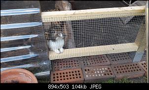Gl�ck durch Ungl�ck - oder wie Mr. Garfield Teddy Grimble zu uns kam-20160712_121138.jpg