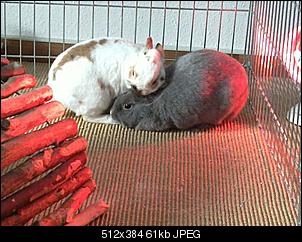 Hall�chen aus einem kleinen D�rfchen ... ;o)-20110102_006.jpg