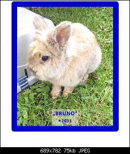 HHH1961's Kaninchen-bruno.jpg