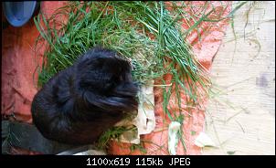 Meine Ninchen und ich-img-20160718-wa0010.jpg