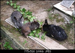 Kr�l�ks Kurzvorstellung-hops-cosima-dieter1.jpg