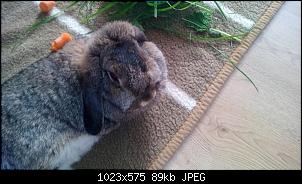 Mayla und Schnuppi-7.8.16-018.jpg