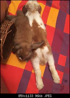 Hallo liebe Ninchen-Freunde :)-img_1430.jpg