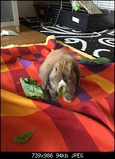 Hallo liebe Ninchen-Freunde :)-img_1453.jpg