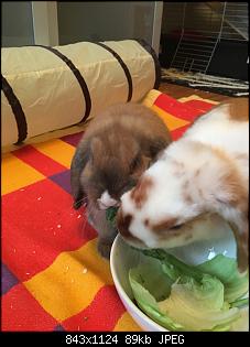 Hallo liebe Ninchen-Freunde :)-img_1613.jpg