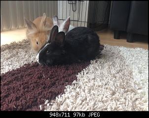 Hallo, wir sind Kuba und L�tje!-foto1_1.jpg