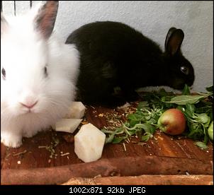 Hallo, wir sind Kuba und L�tje!-foto_260816_13_56_57.jpg