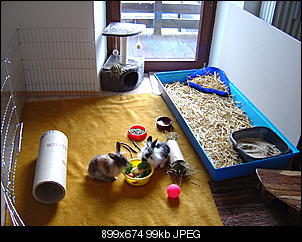 Gizzy und Peppers Bilderthread-dsc00336.jpg