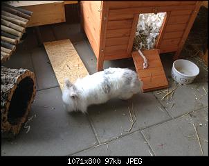 Unsere 3 hoppels-image.jpg
