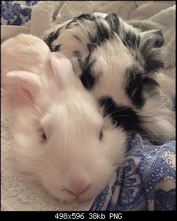 Richard und Lilly suchen eine Pflegefamilie-screen-shot-bed-cuddles.jpg