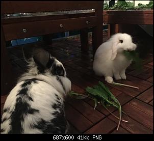 Richard und Lilly suchen eine Pflegefamilie-screen-shot-outside-munching.jpg
