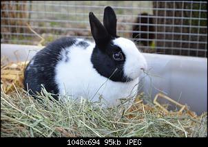 Veilchen-Buddler-fsc_6509.jpg