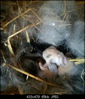 Auf auf - Die Rasselbande ruft.-baby17.jpg