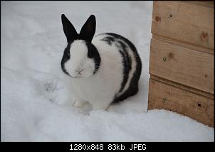 Veilchen-Buddler-fsc_6875.jpg