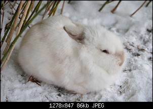 Veilchen-Buddler-fsc_6883.jpg