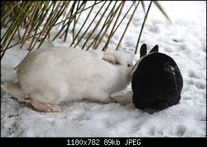 Veilchen-Buddler-fsc_6889.jpg