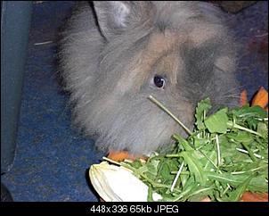 Bilder von P�ppi und Bobo-cimg0918.jpg