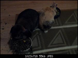 Mayla und Schnuppi-28.1.17-011.jpg