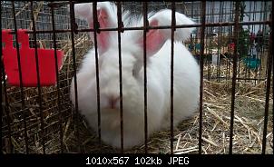 Hier kommen die Langohrschafe-angora-wei%DF-ba.jpg