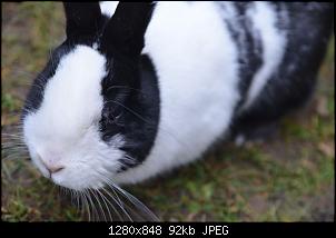 Veilchen-Buddler-fsc_7105.jpg