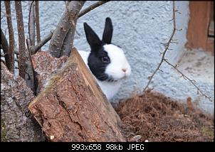 Veilchen-Buddler-fsc_7129.jpg