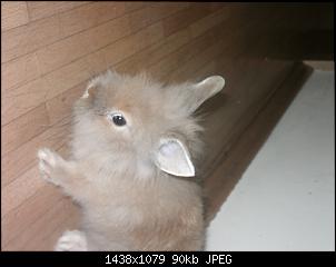 Die Zwillinge und ihre Kaninchen :)-bild0015.jpg