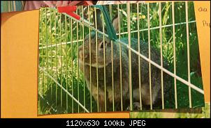 Die Zwillinge und ihre Kaninchen :)-img-20170325-wa0002%5B1%5D.jpg