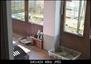 Veilchen-Buddler-fsc_7257.jpg