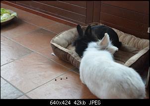 Veilchen-Buddler-fsc_7280.jpg