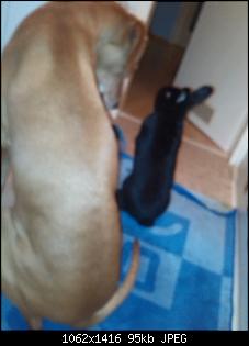 So dann will ich jetzt auch mal :-)-thyson-blacky-guguck%5E%5E.jpg