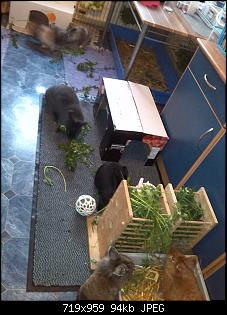 So dann will ich jetzt auch mal :-)-bandit-barney-josie-blacky-ron-lissy.jpg