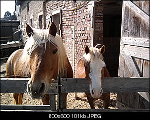 Tiervorstellung-bild-008.jpg