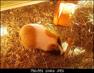 Jasmins Walddorftiere-img_20170317_085552.jpg