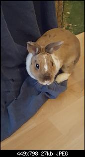 6 neue pl�schige Chaoten stellen sich vor-babs-bunny.jpg