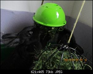 Die Zwillinge und ihre Kaninchen :)-futterball-stella-kiki-25.7.17.jpg