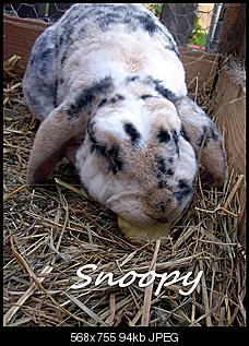 Ich & meine Tiere stellen sich vor!:) (Achtung: Bilder!)-lalalalalal-058.jpg