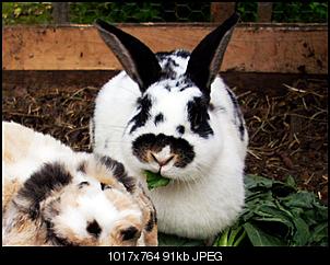 Ich & meine Tiere stellen sich vor!:) (Achtung: Bilder!)-wird-gel%F6scht-%3Bd-057.jpg