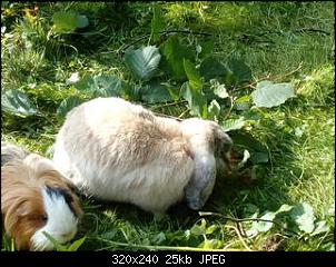 Harzer Hoppelbande-30266253dm.jpg