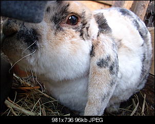 Ich & meine Tiere stellen sich vor!:) (Achtung: Bilder!)-gel%F6schtes-albuum-%3B-100.jpg