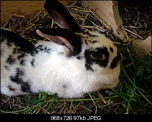 Ich & meine Tiere stellen sich vor!:) (Achtung: Bilder!)-hassiis-205.jpg