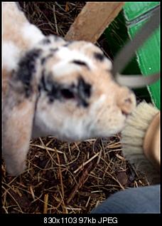 Ich & meine Tiere stellen sich vor!:) (Achtung: Bilder!)-lalalalalal-020.jpg