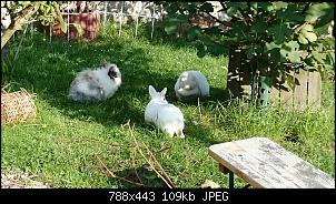Betsys hoppelnde Gartengestalter-dsc_2169.jpg